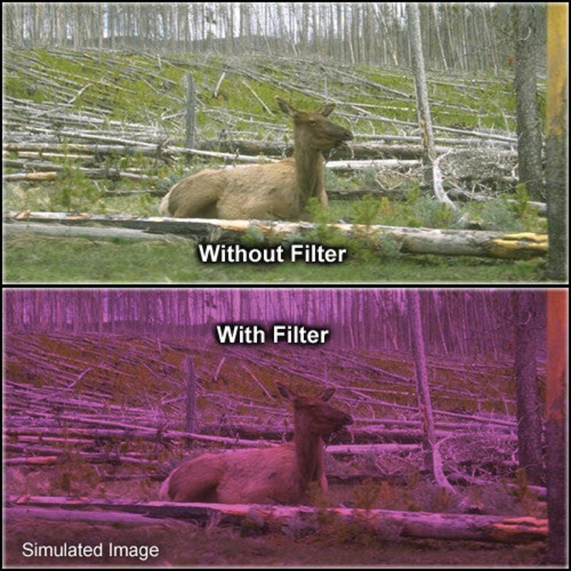 Tiffen 5.65 x 5.65" 2 Plum Solid Color Filter