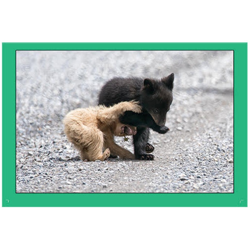 Rob Hadlow 6x9" Photo Card - Bear Cubs Wrestling
